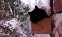 Gatos en la nieve, Juana y Minino